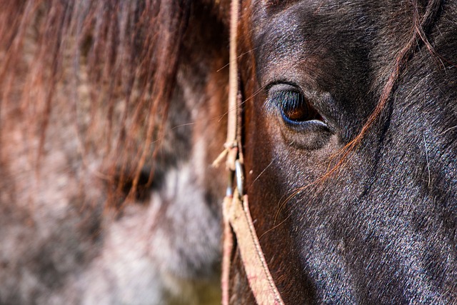 horses